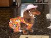 DACHSHUNDS LOVE TO DRESS UP