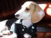 ONLY DACHSHUNDS CAN HANDLE A TUX