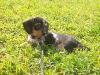 miniature dachshund puppy image/photo
